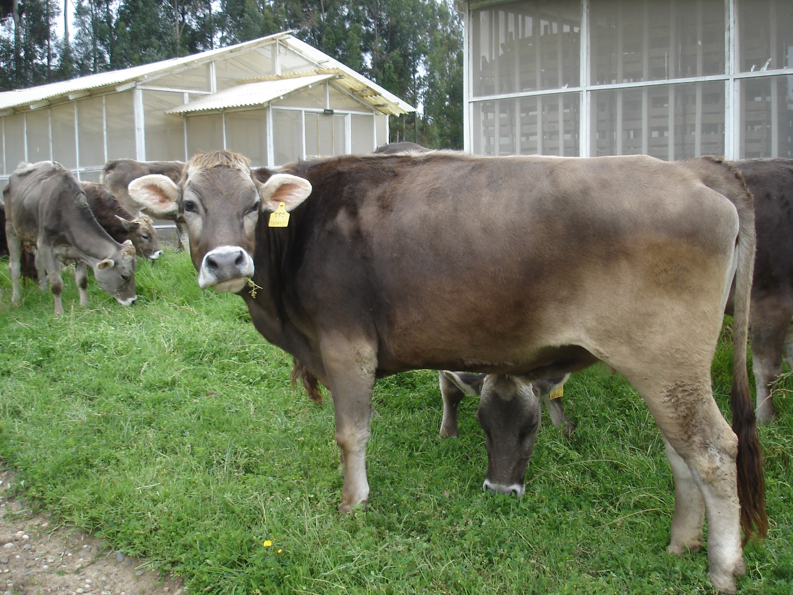 vacunos