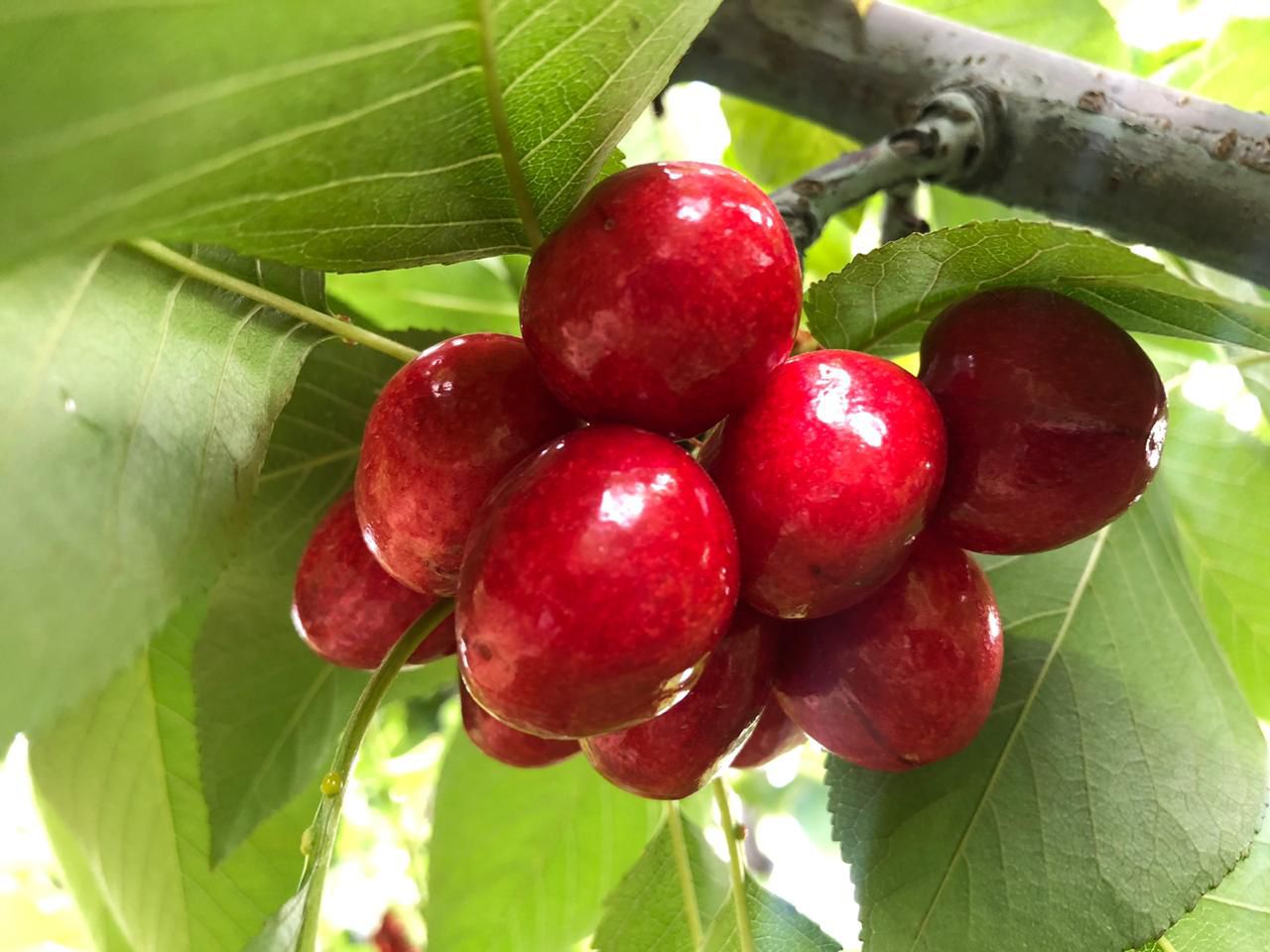 Los bioestimulantes a base de algas son aliados estratégicos para la fruticultura en Argentina