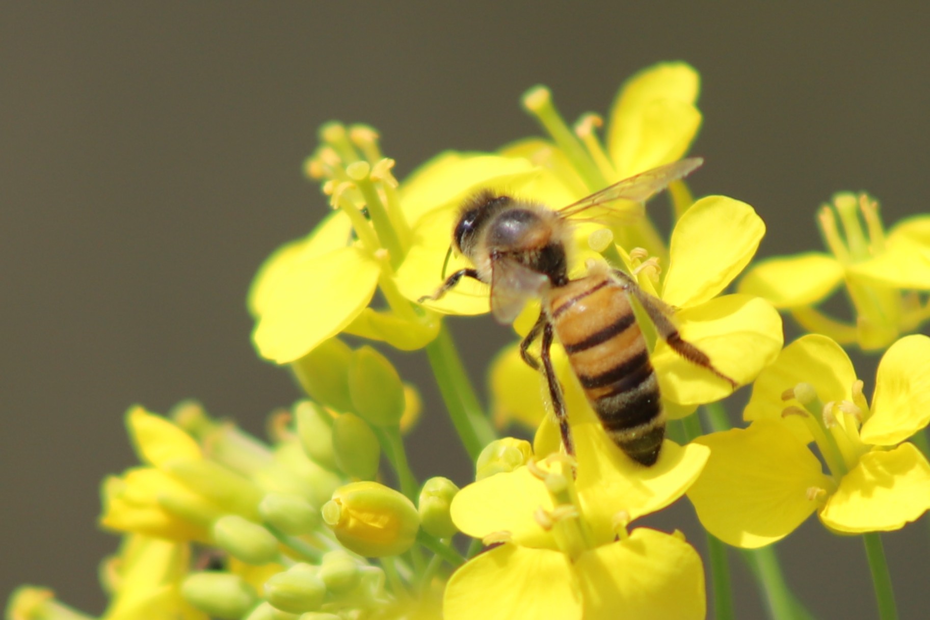 Día Mundial de las Abejas: ¿por qué se celebra el 20 de mayo?