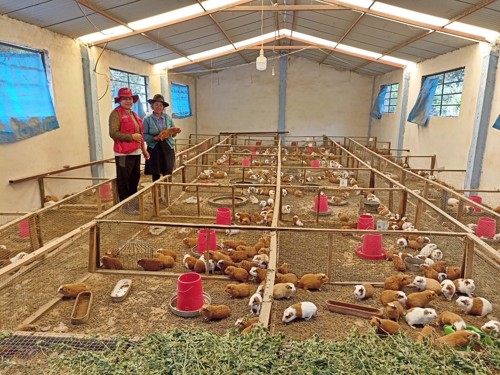 Apurímac: más de 5 mil familias de Apurímac desarrollaron sus capacidades productivas y viven mejor