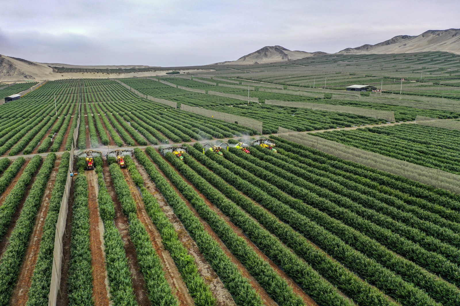 Hortifrut Perú contribuye con el cuidado del medio ambiente de las comunidades de Chao