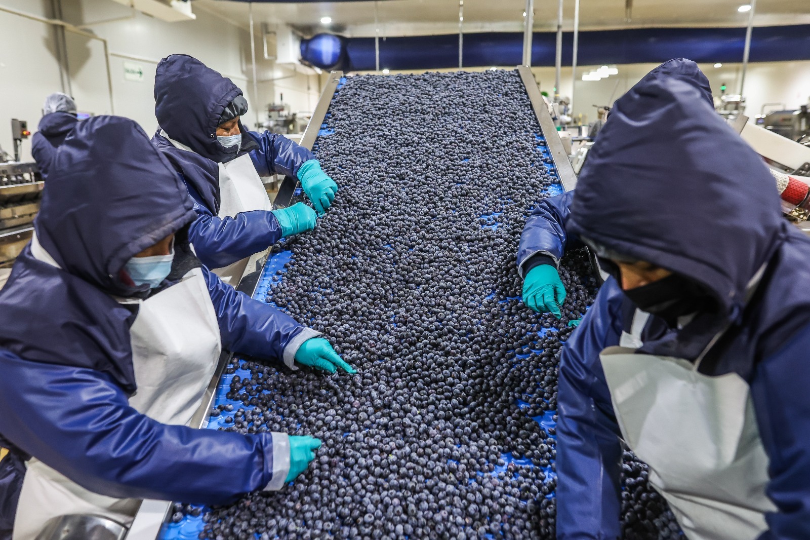 Regiones de costa y selva lideraron exportaciones agrarias en primer cuatrimestre del año