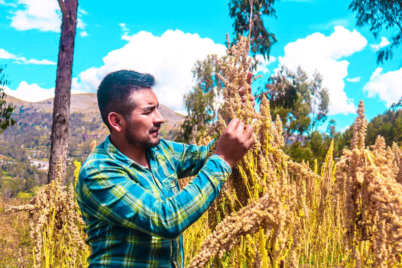 Ya viene la XII  Día Nacional de los Granos Andinos 2025:  Un futuro sembrado hace miles de años