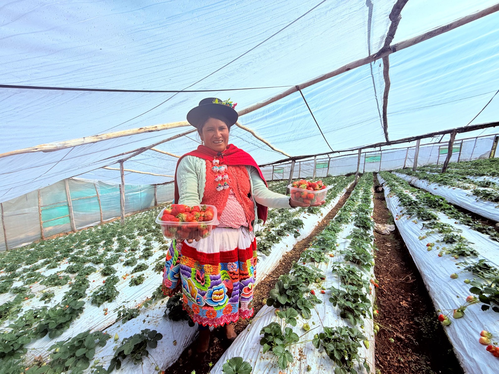 Midis impulsa actividades agrícolas en beneficio de miles de familias a nivel nacional