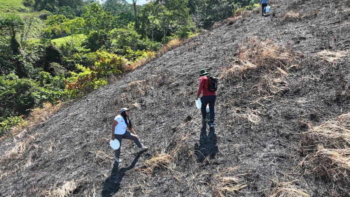 San Martín: IIAP lanza más de 200 000 esferas reforestadoras para recuperar bosques degradados en Tocache