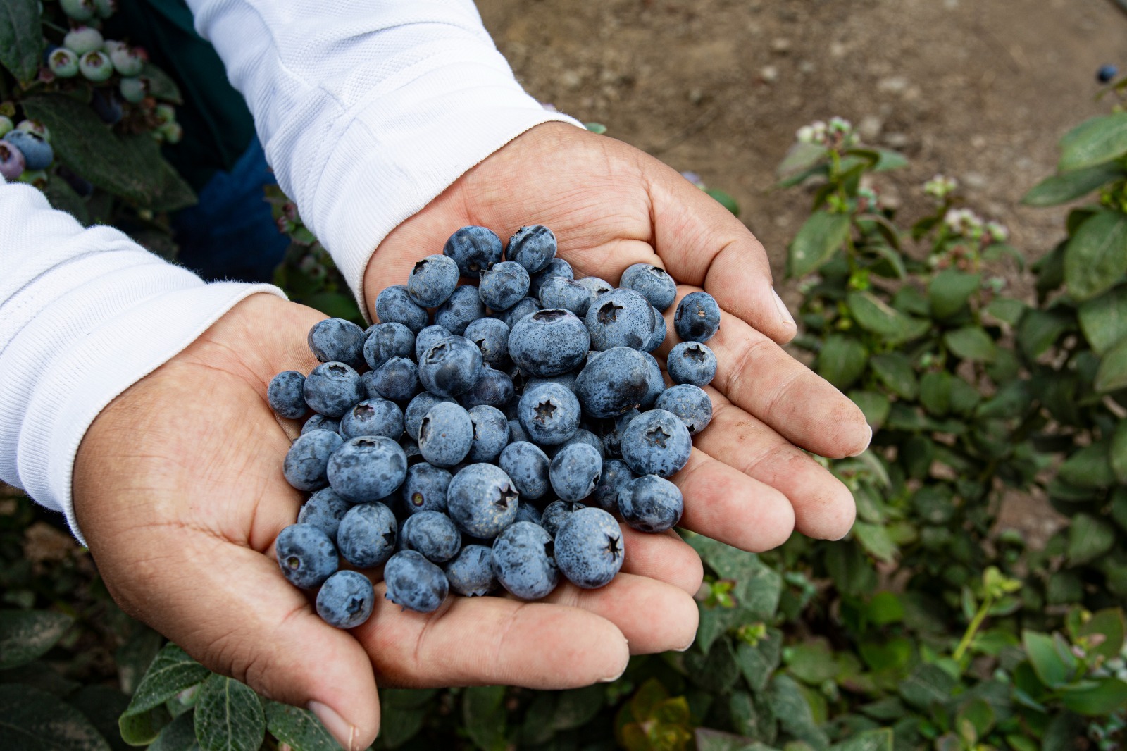 MIDAGRI: regiones de selva y costa lideraron agroexportaciones a mercados internacionales