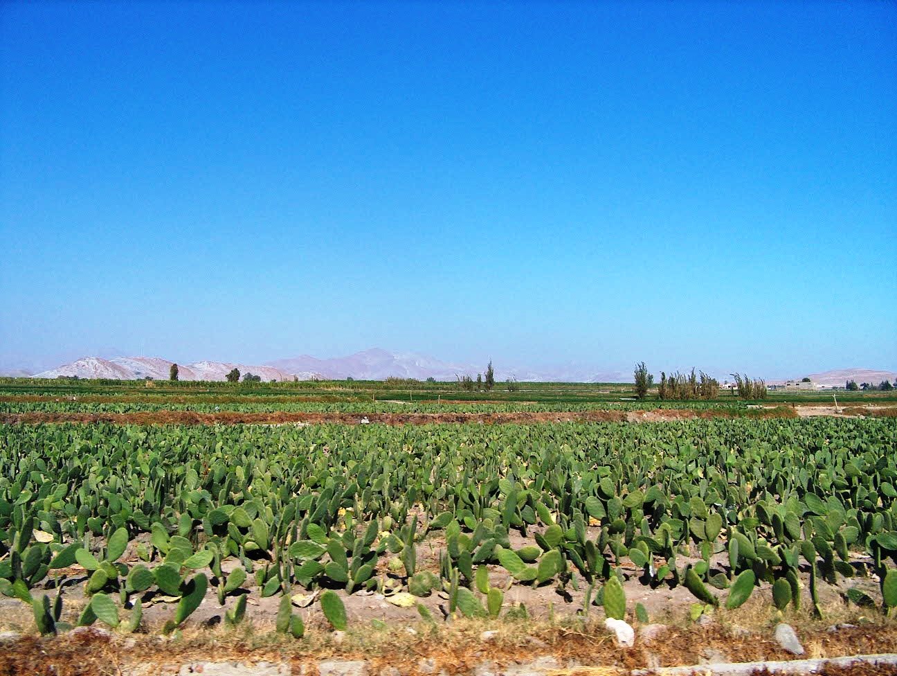 Cadena de la cochinilla  en debilitada por ola de inseguridad en Arequipa