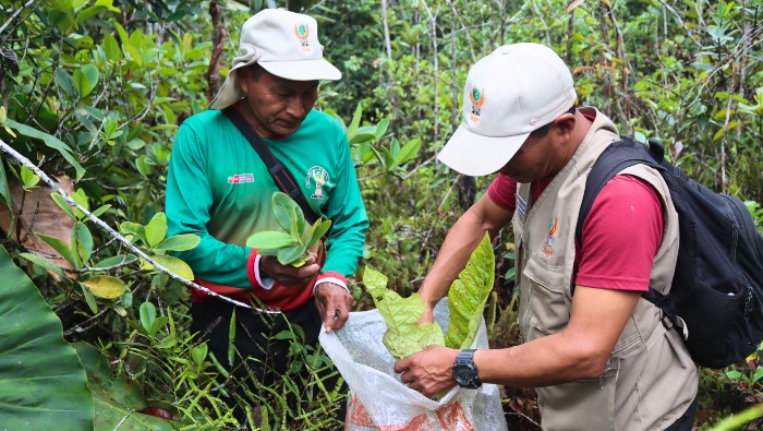 IIAP investiga la riqueza natural y cultural de los varillales de altura en Amazonas