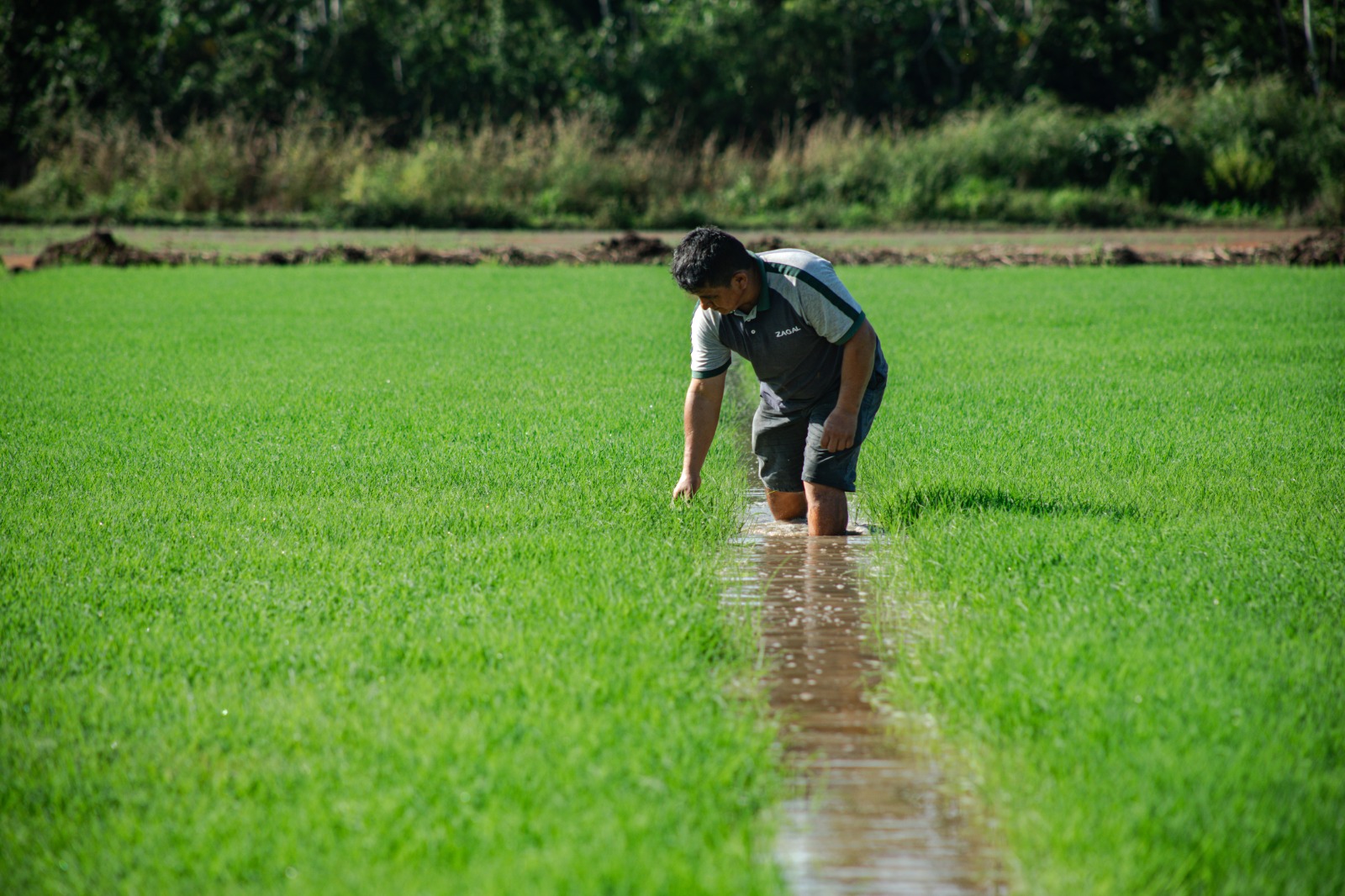 MIDAGRI: área sembrada 2025/2026 crecerá 5,4% en comparación a últimas cinco campañas agrícolas