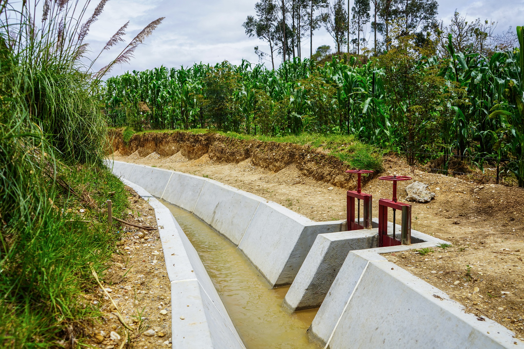 Amazonas: Canal de Jucusbamba impulsa el desarrollo agrario en Luya