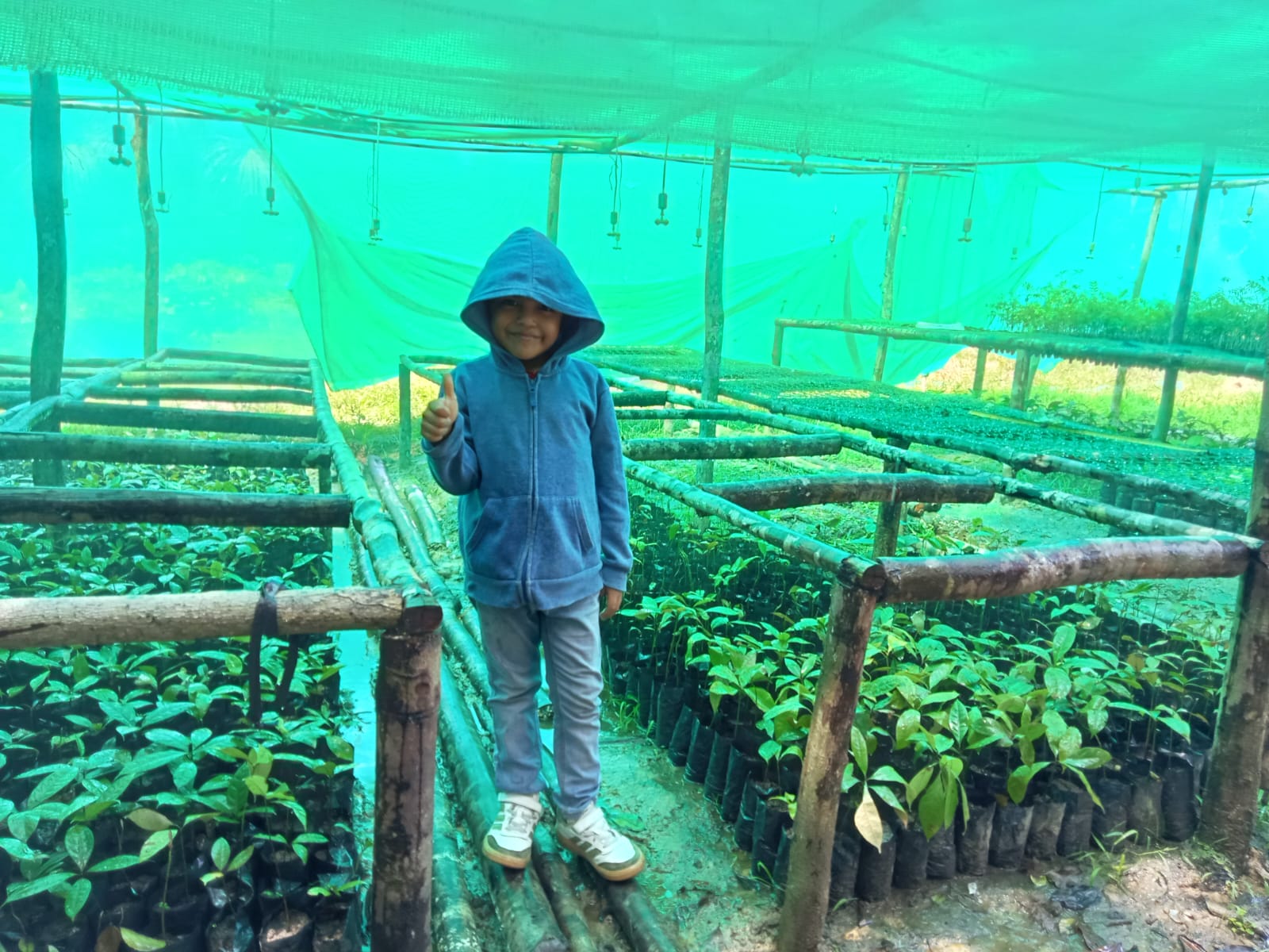 La Ruta del Palo Rosa: Conservación, Semilleros y Producción Sostenible en la Amazonía Peruana