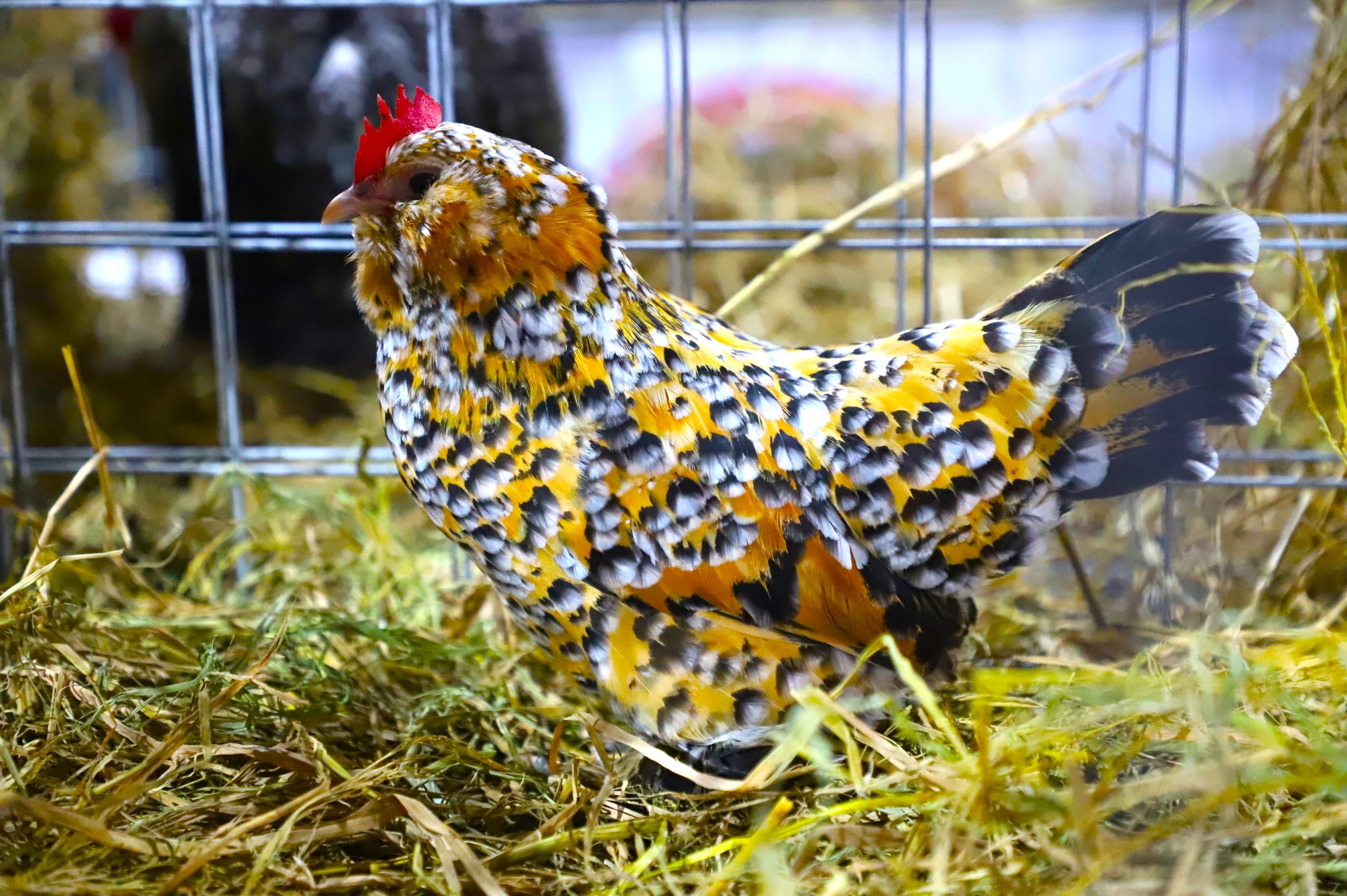 En La Nacional de Lima 2025 presentaron una gama de gallinas de formas, colores y tamaños diferentes