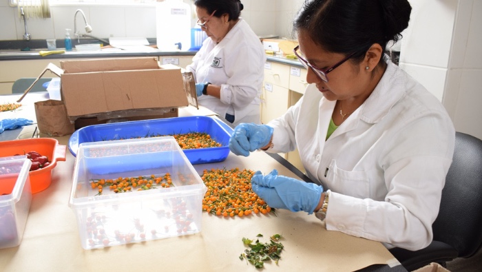 Perú envía ajíes nativos al “Arca de Semillas” en Noruega