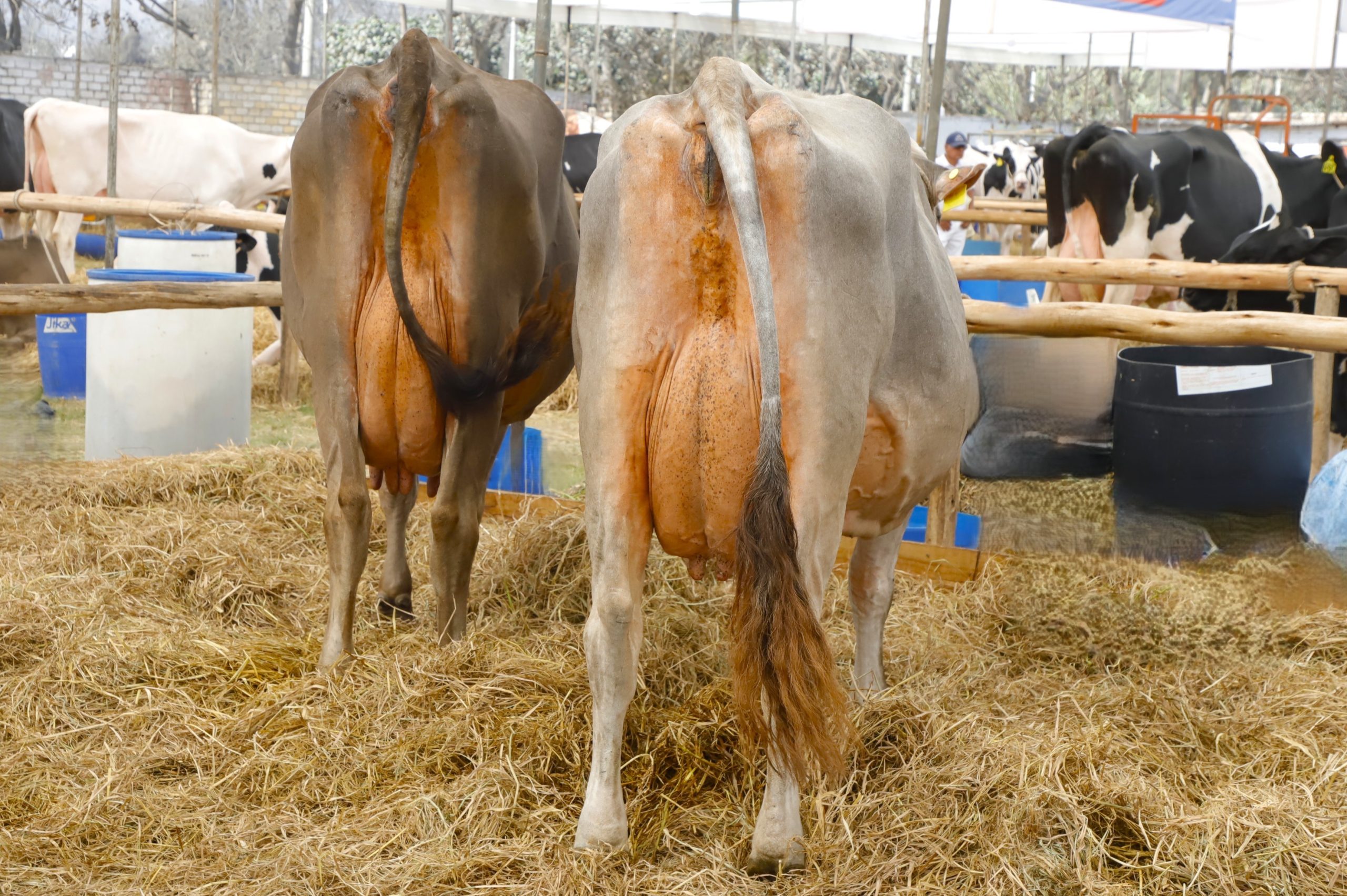 XI Feria Nacional de Ganado Lechero de Raza Holstein y Brown Swiss