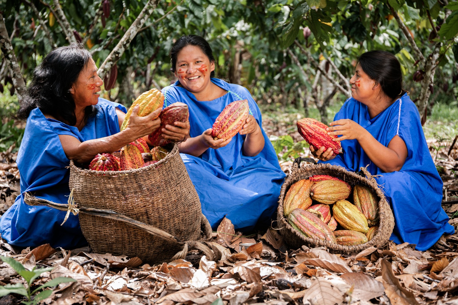 Agroideas cofinanció más de S/ 233 millones en bienes, equipos e insumos a productoras de cacao y derivados