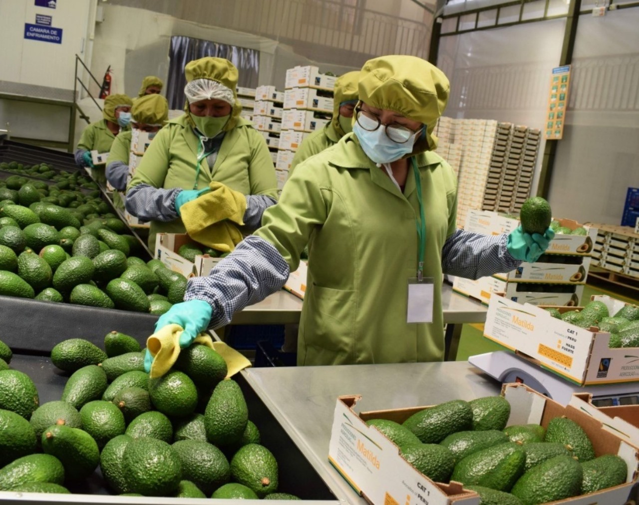 Perú abre mercado de Filipinas para la exportación de palta Hass