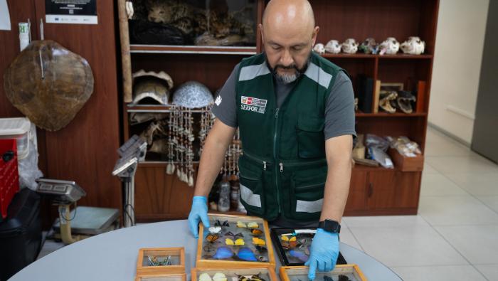 Serfor refuerza control y recupera cerca de 1,000 ejemplares de fauna silvestre en Lima en los últimos meses