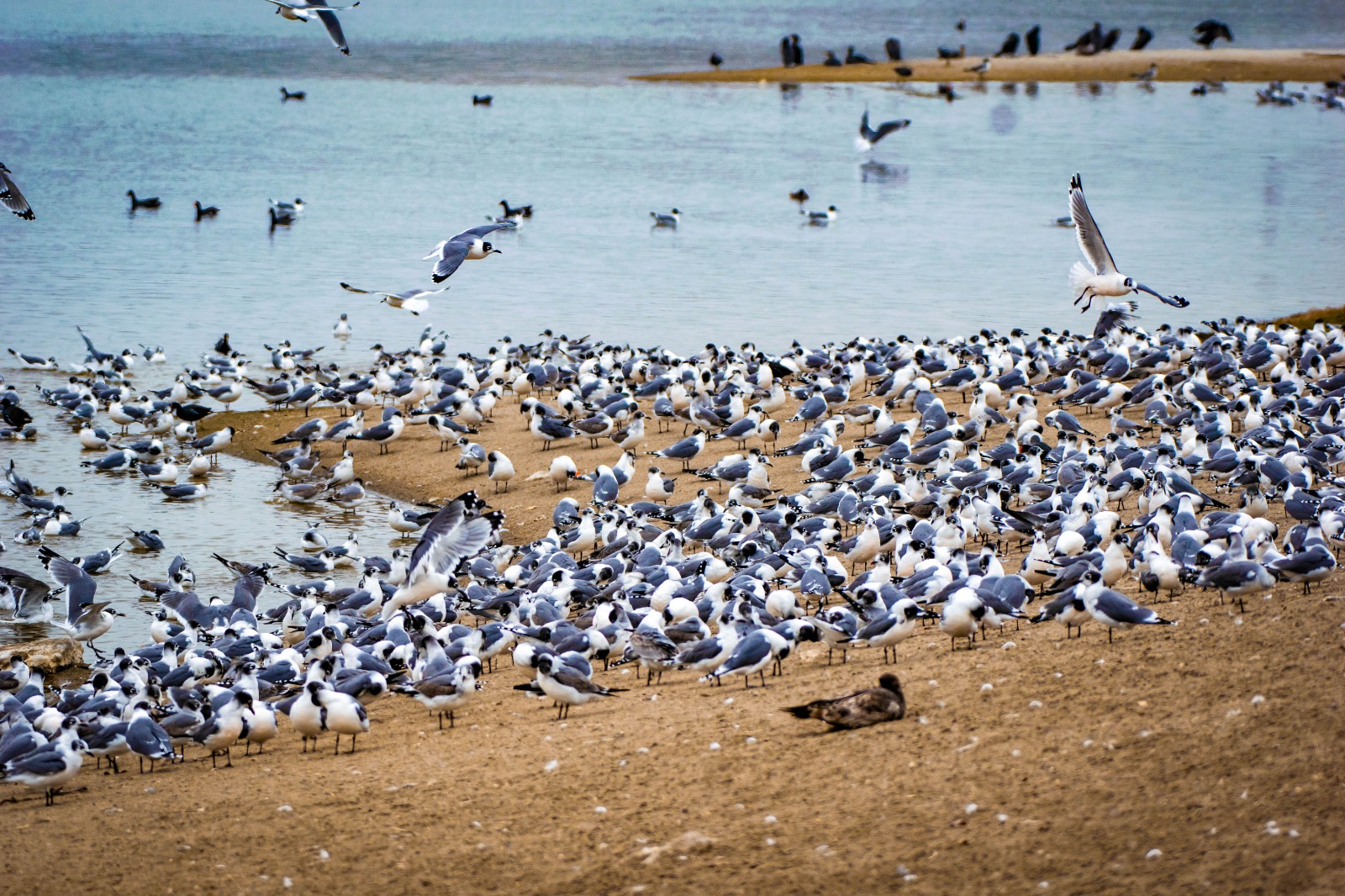Más de 5 mil gaviotas de Franklin de norteamérica  llegan al Humedal Pantanos de Villa