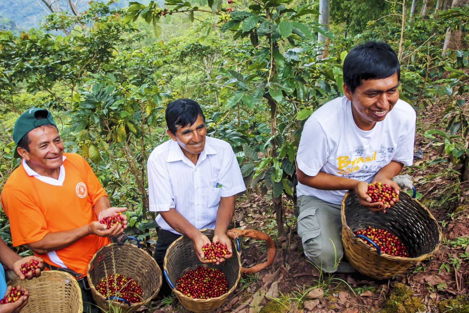 Más de 8 mil productores del Vraem se beneficiarán con  proyectos de café y cacao  del gobierno