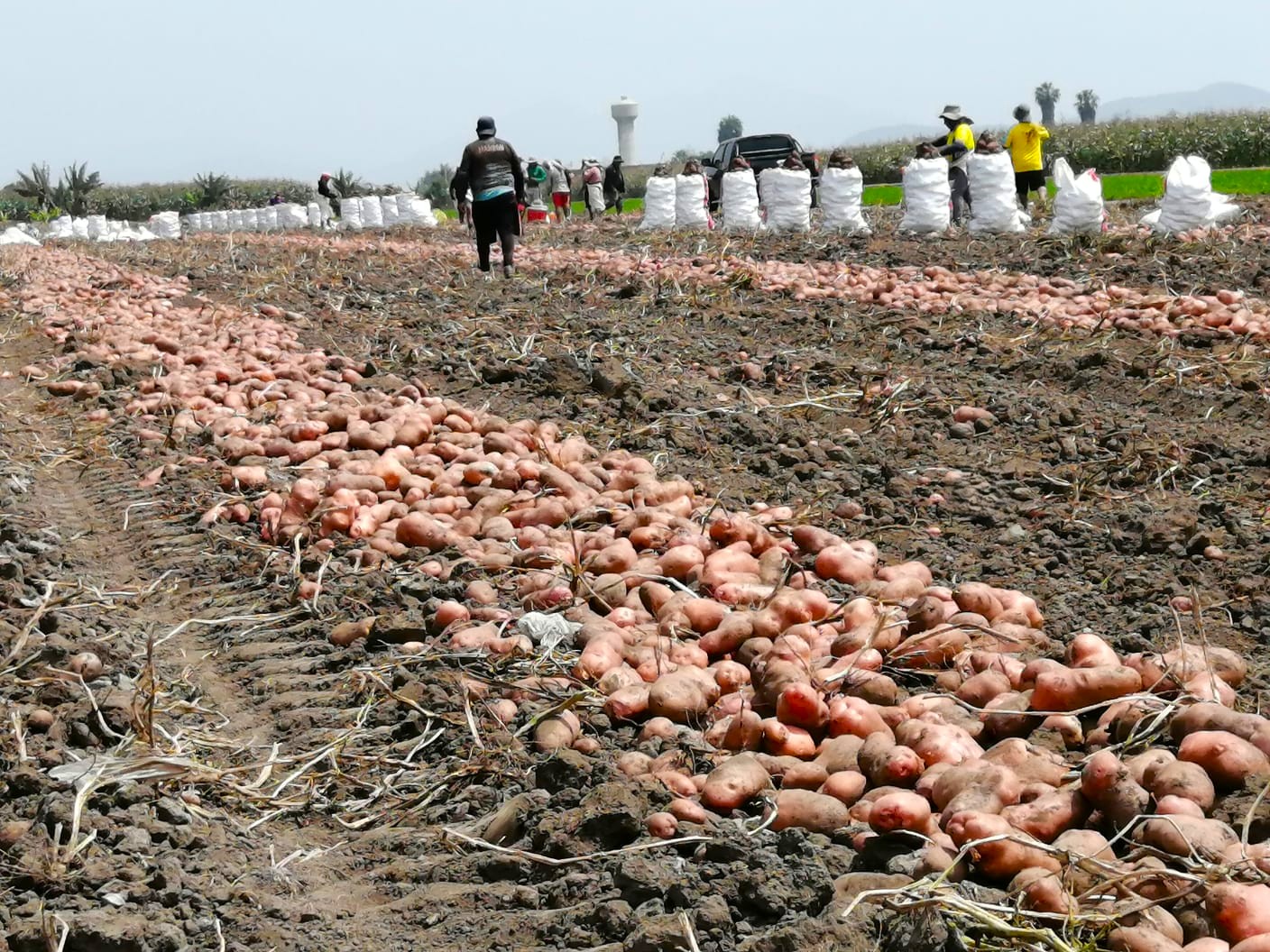 La vida agrícola en la costa norte de Lima