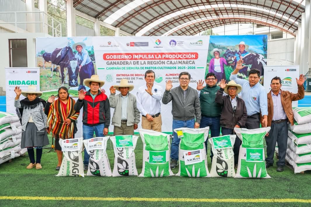 Cajamarca: Entregan semillas de pastos para instalar 7,380 hectáreas e impulsar la ganadería