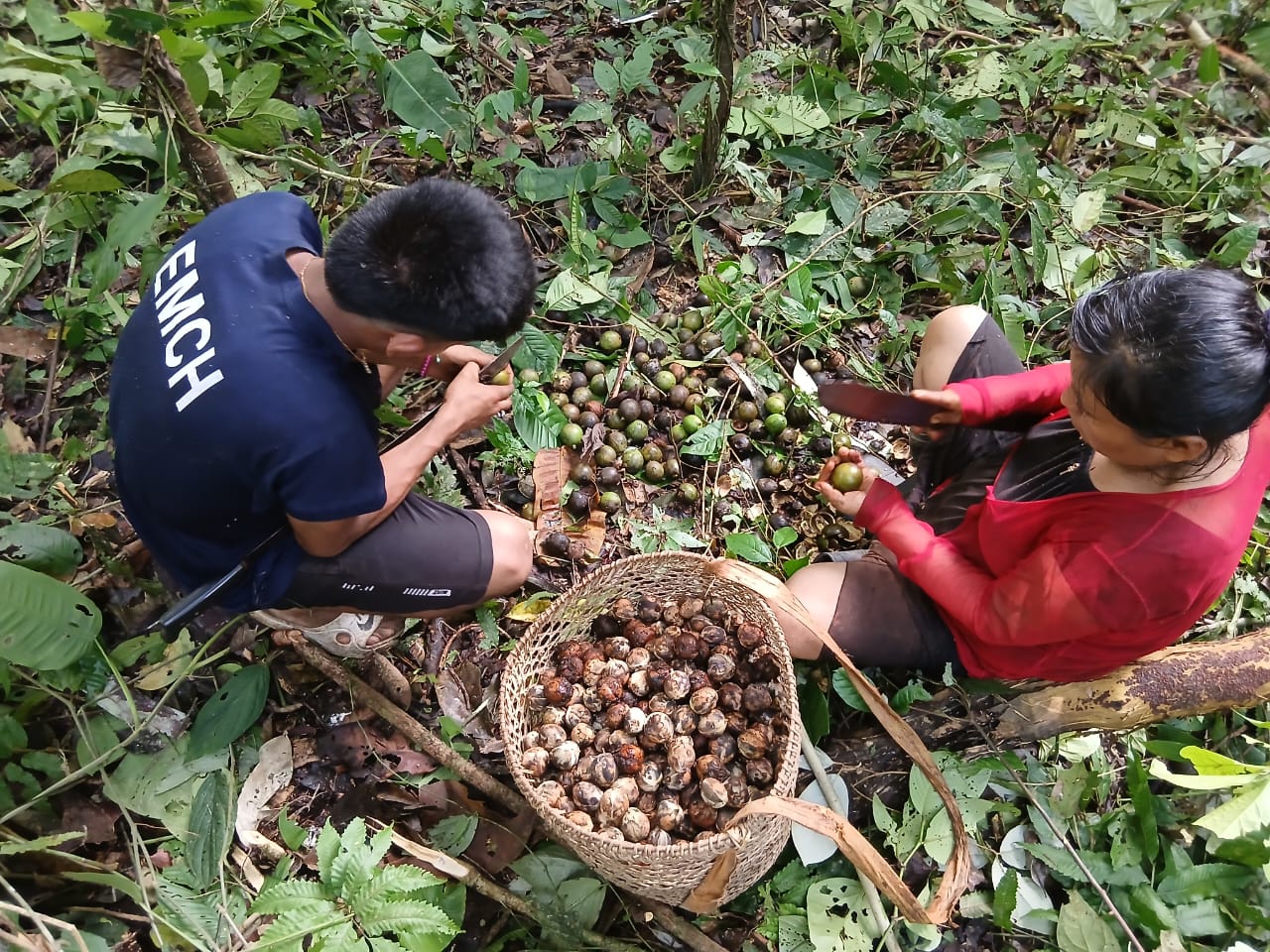 Comunidades amazónicas impulsan leche vegetal nativa como alternativa nutritiva para la niñez