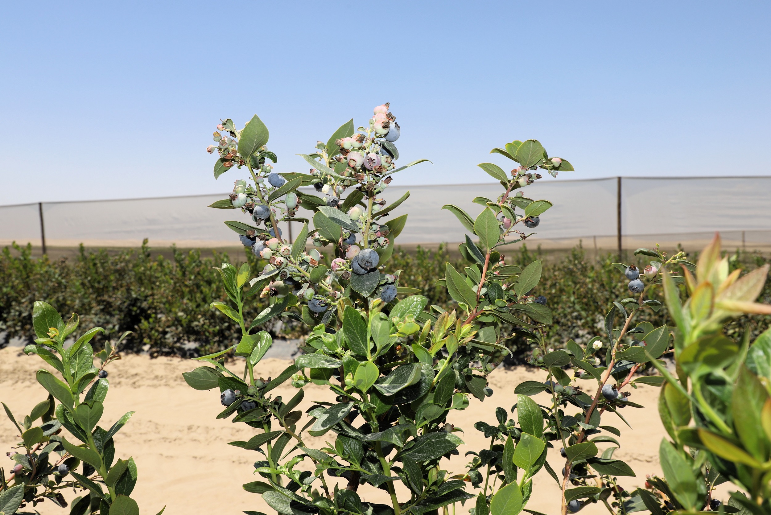 ADEX alerta sobre venta ilegal de clorpirifós y sus efectos en el agro y salud de la población