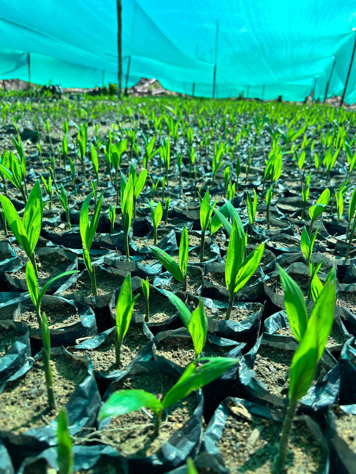 San Martín: Desarrollo de cadenas productivas impulsada por la empresa Caynarachi S.A. incorpora a más de 1000 pobladores y beneficia a más de 50 comunidades