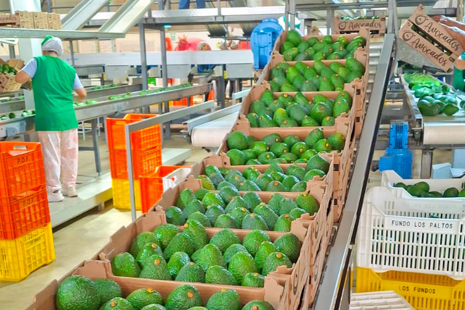Productores de Áncash ingresan al mercado formal con venta de palta por S/ 238 mil