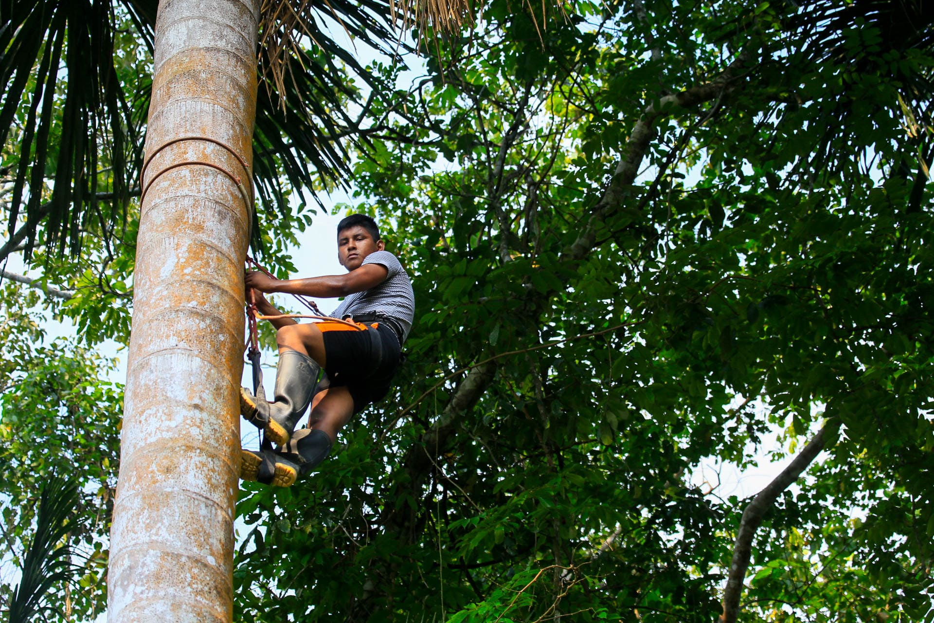 Serfor lanza curso virtual “Manejo forestal comunitario: gobernanza y sostenibilidad”