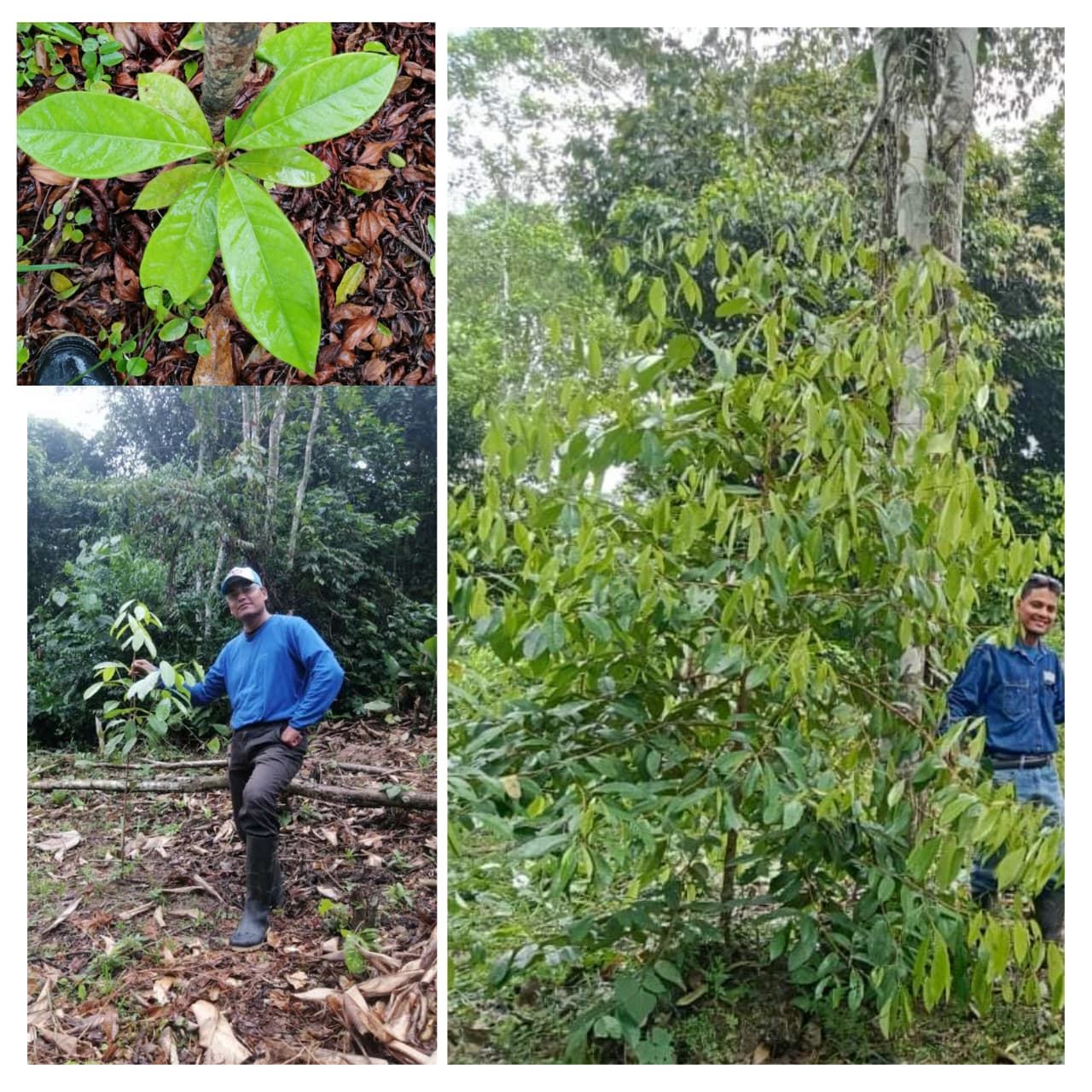 El renacimiento del palo rosa en el Perú: inversión verde con impacto global