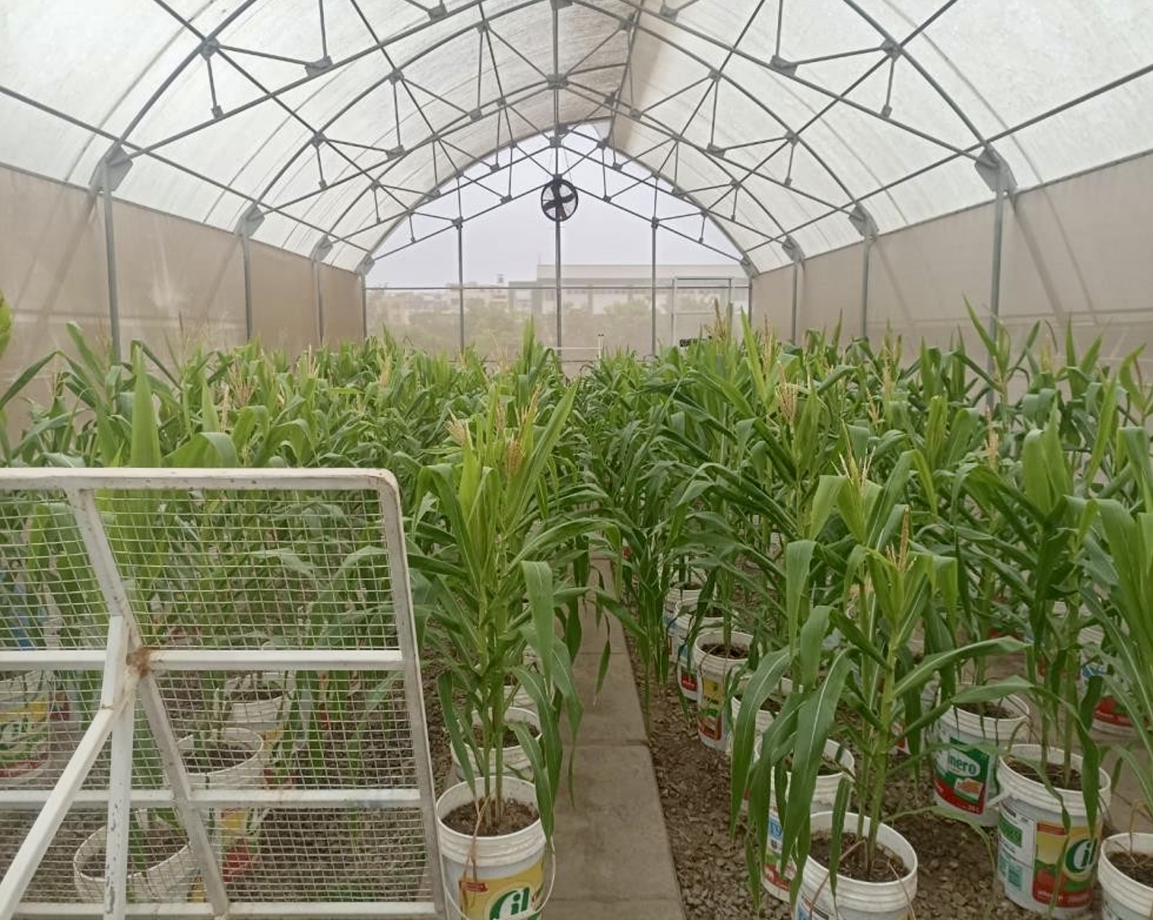 Proyecto de investigación mejorará nutrientes del guano de las islas generando un nuevo fertilizante denominado GIMAX13