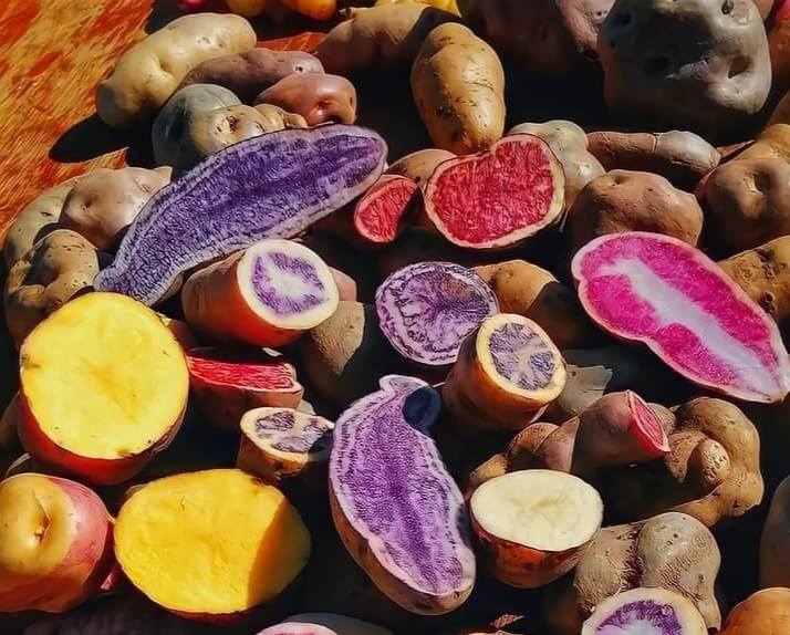 Cusco: Crean el Día de la Papa Nativa