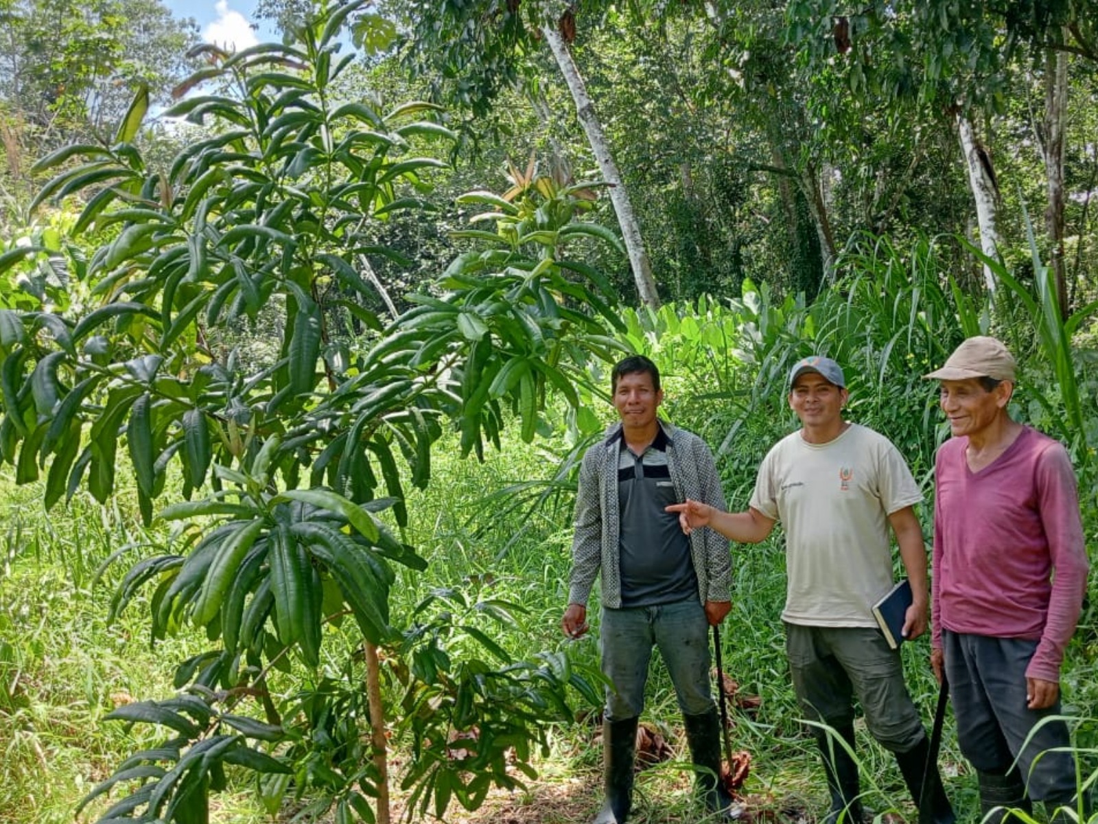 IIAP consolida material genético de Camu Camu con niveles superiores de vitamina C y rendimiento