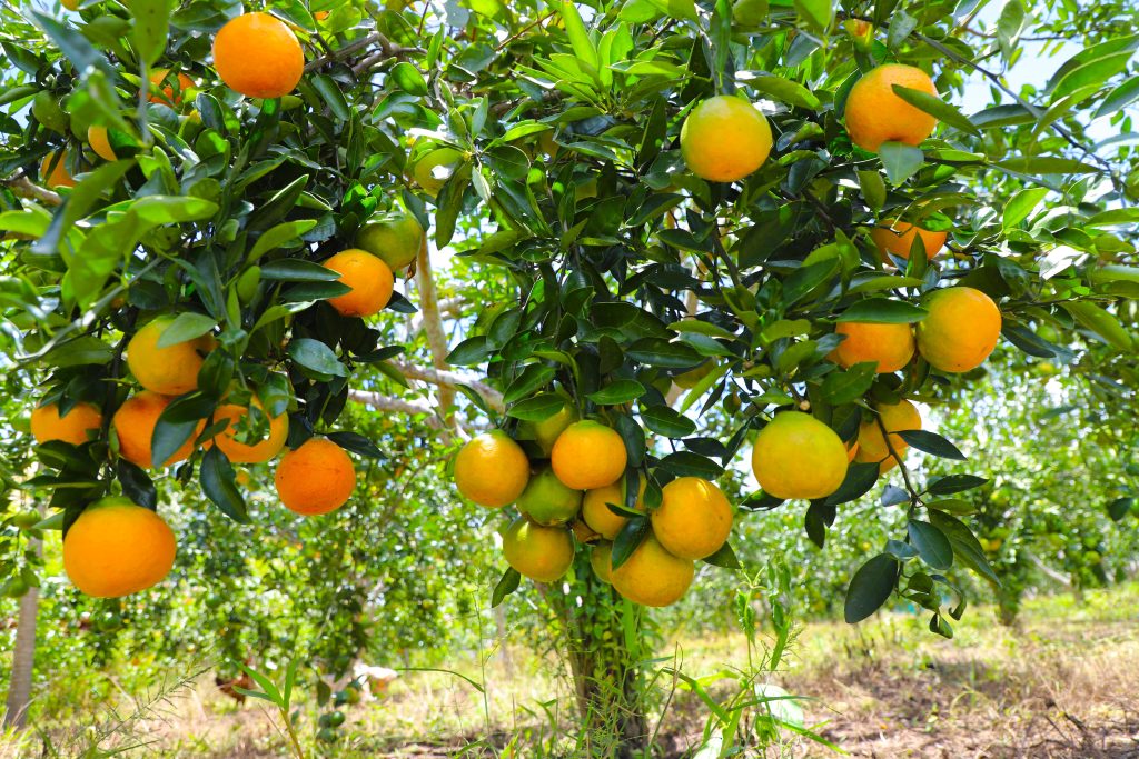 Naranjas. Satipo