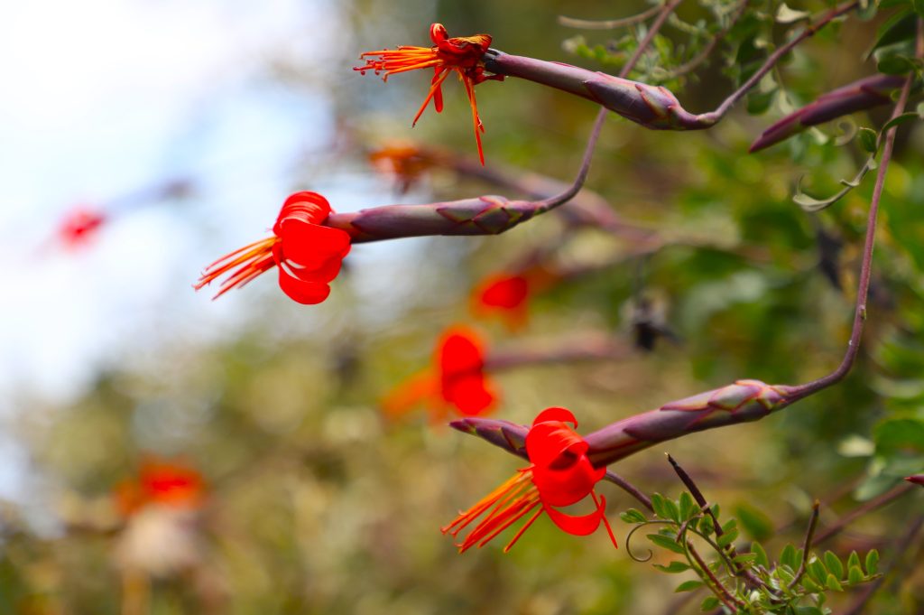Flores silvestres. Huaraz, Ancash.
