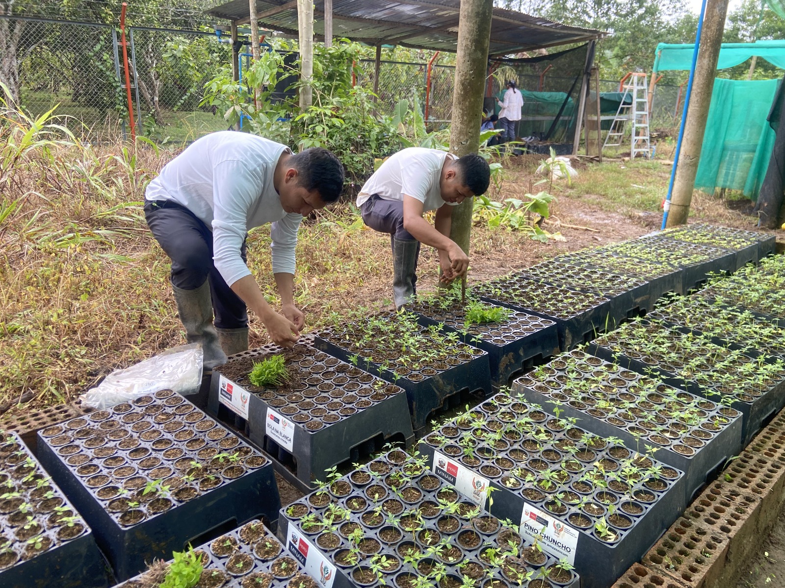 Huánuco: Más de 190 familias reactivan sus chacras con nuevas técnicas productivas