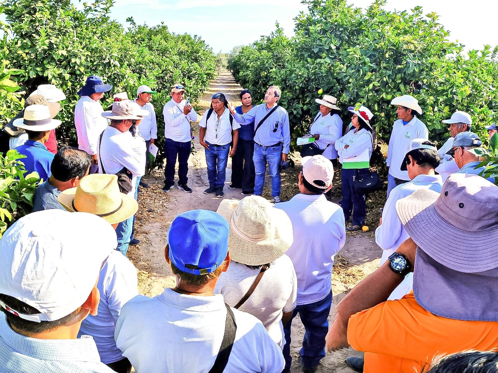 Tacna: Agromercado y Procitrus impulsan producción de naranja con enfoque comercial