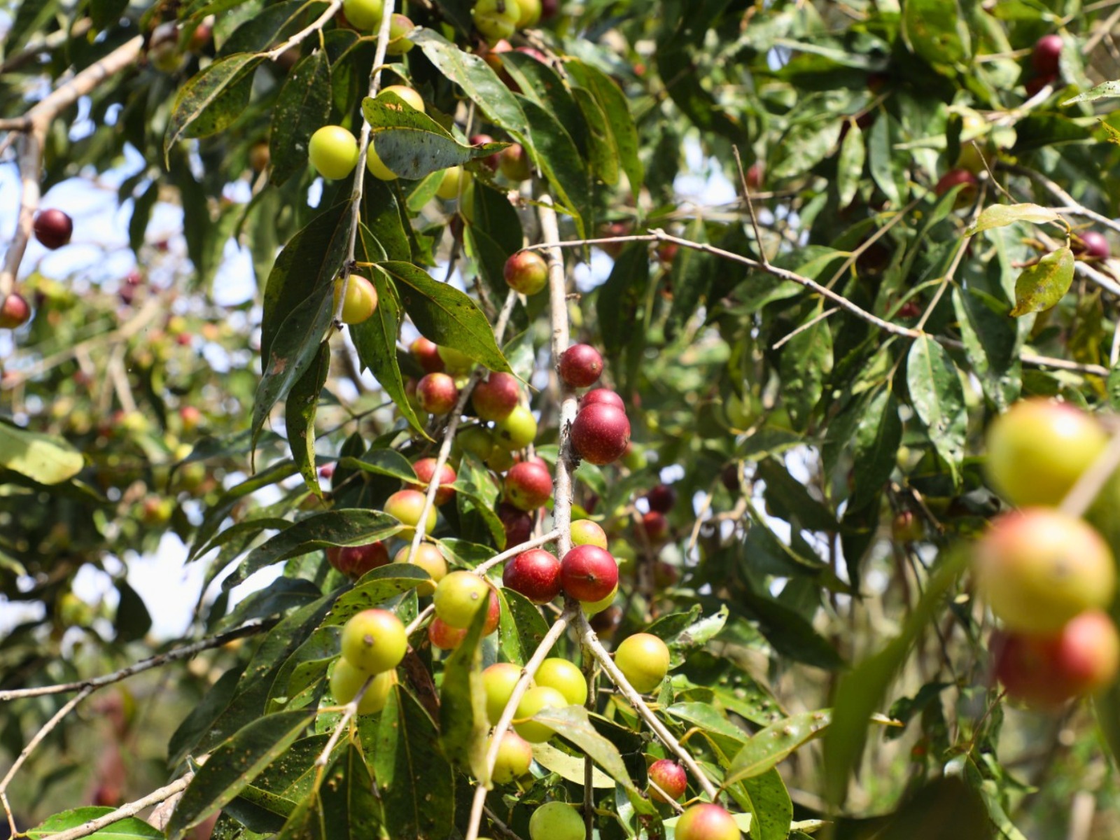 IIAP identifica al camu-camu del Putumayo como reserva genética única en la Amazonía peruana