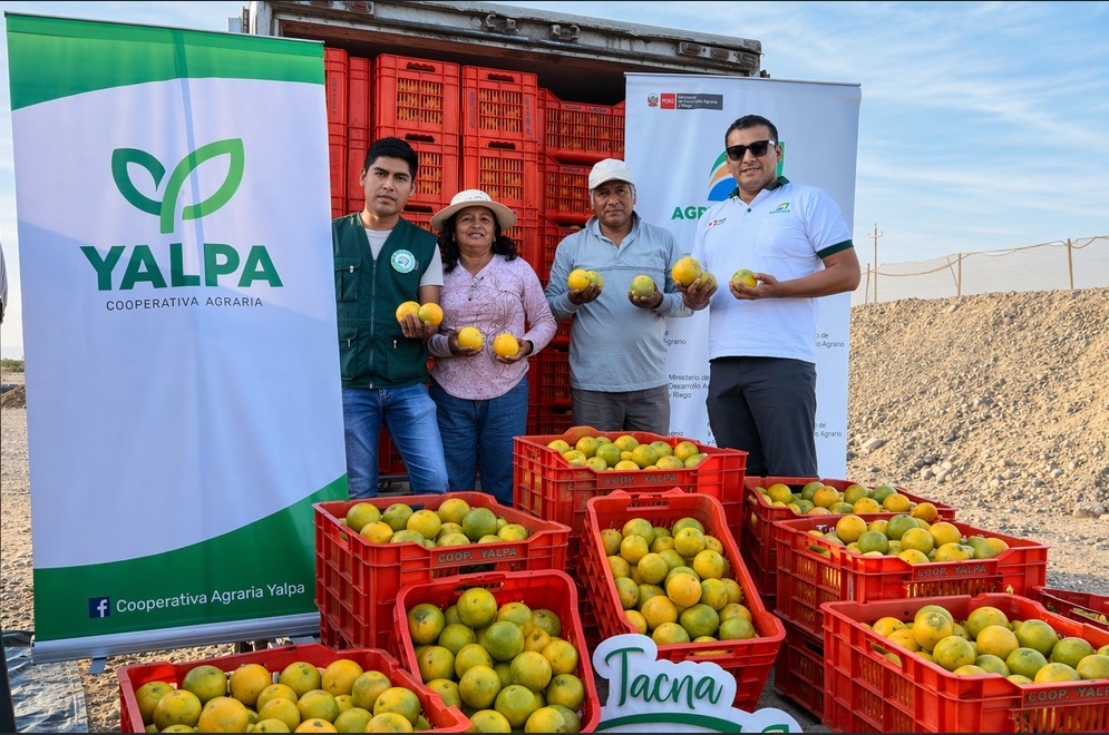 Tacna gana mercado en Lima con envíos directos de hasta 20 toneladas de naranja y mejores precios