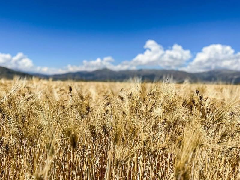 INIA presenta  supervariedades de maíz y cebada: productividad agrícola crecerá hasta en 60%