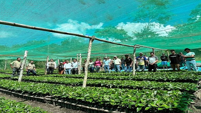 Más de 110 mil plantones de cafetos se produjeron en el Corredor de Mashuyacu – Rodríguez de Mendoza
