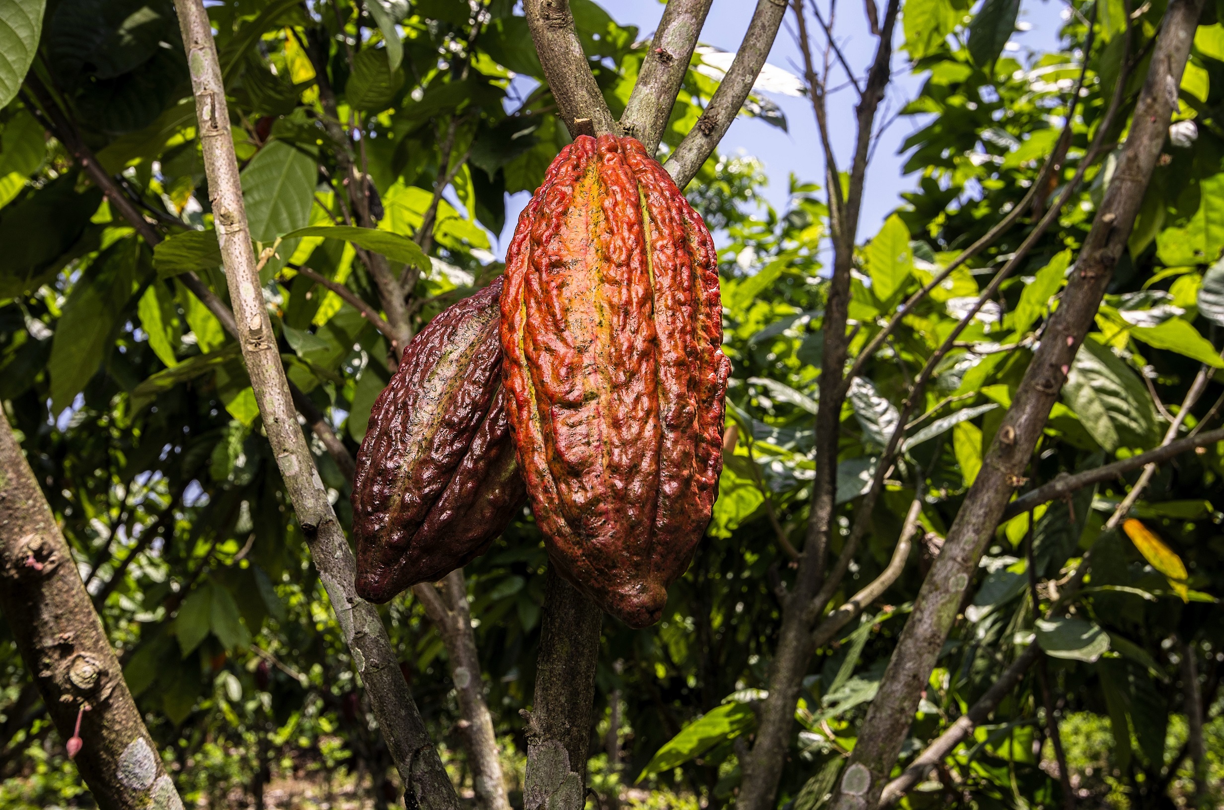 Cacaosuyo proyecta cerrar el 2026 con resultados positivos