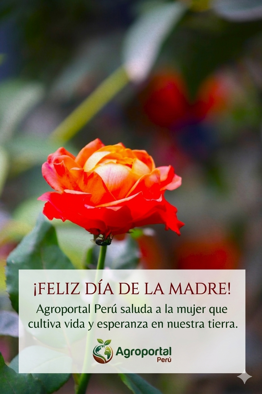 ¡Feliz Día, Madres  del Perú!
