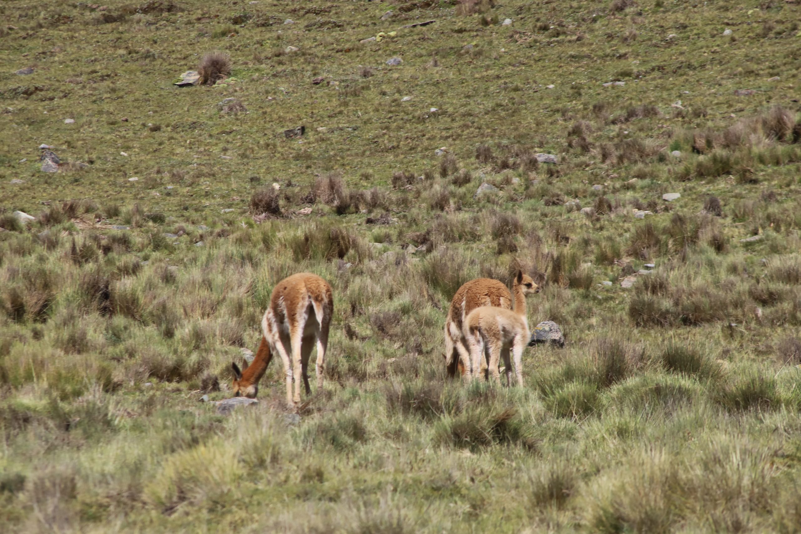 Ayacucho será sede del    VII  Foro Nacional de la Vicuña