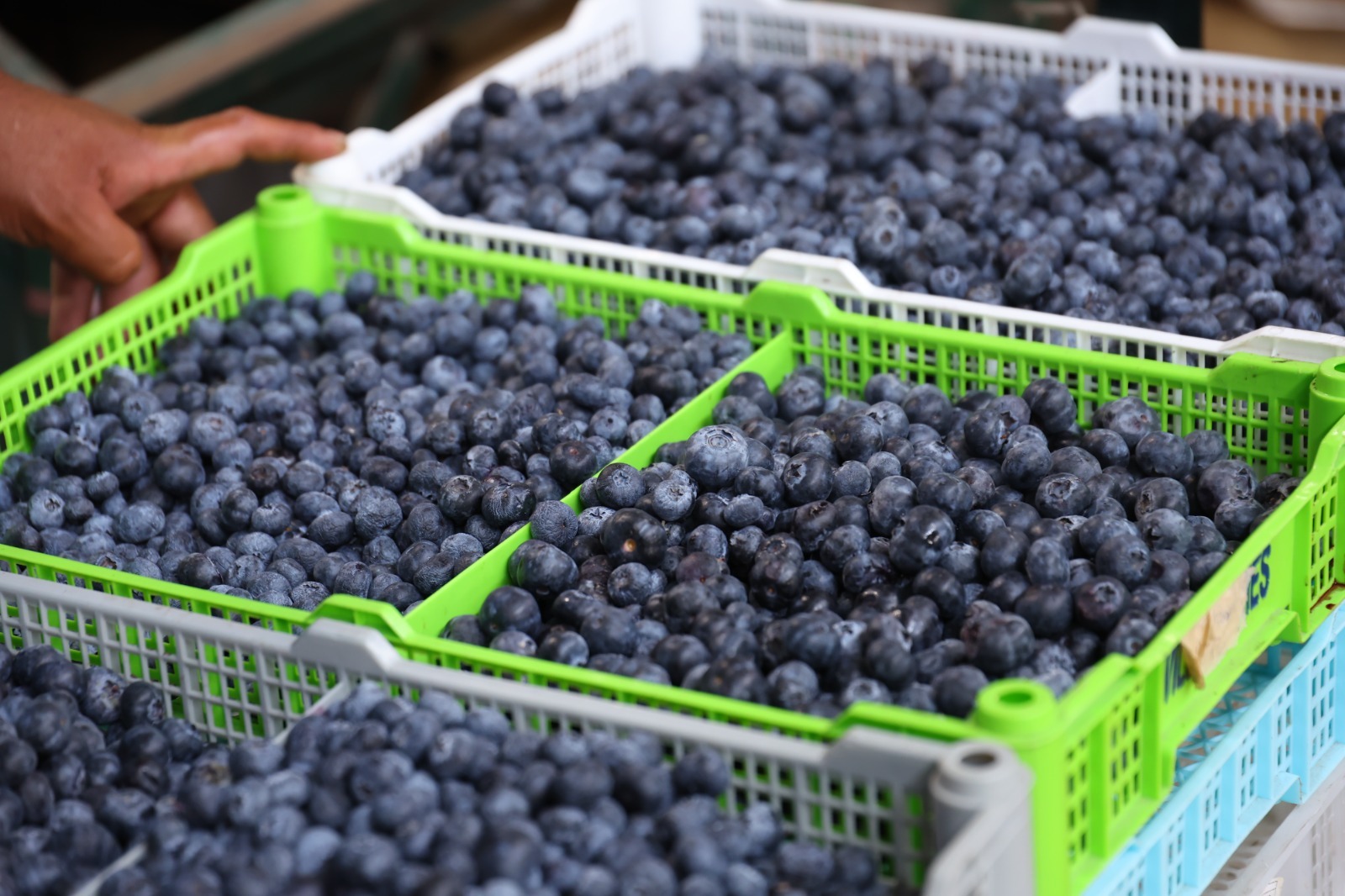 MIDAGRI destaca avance de producción agrícola y pecuaria en primer trimestre
