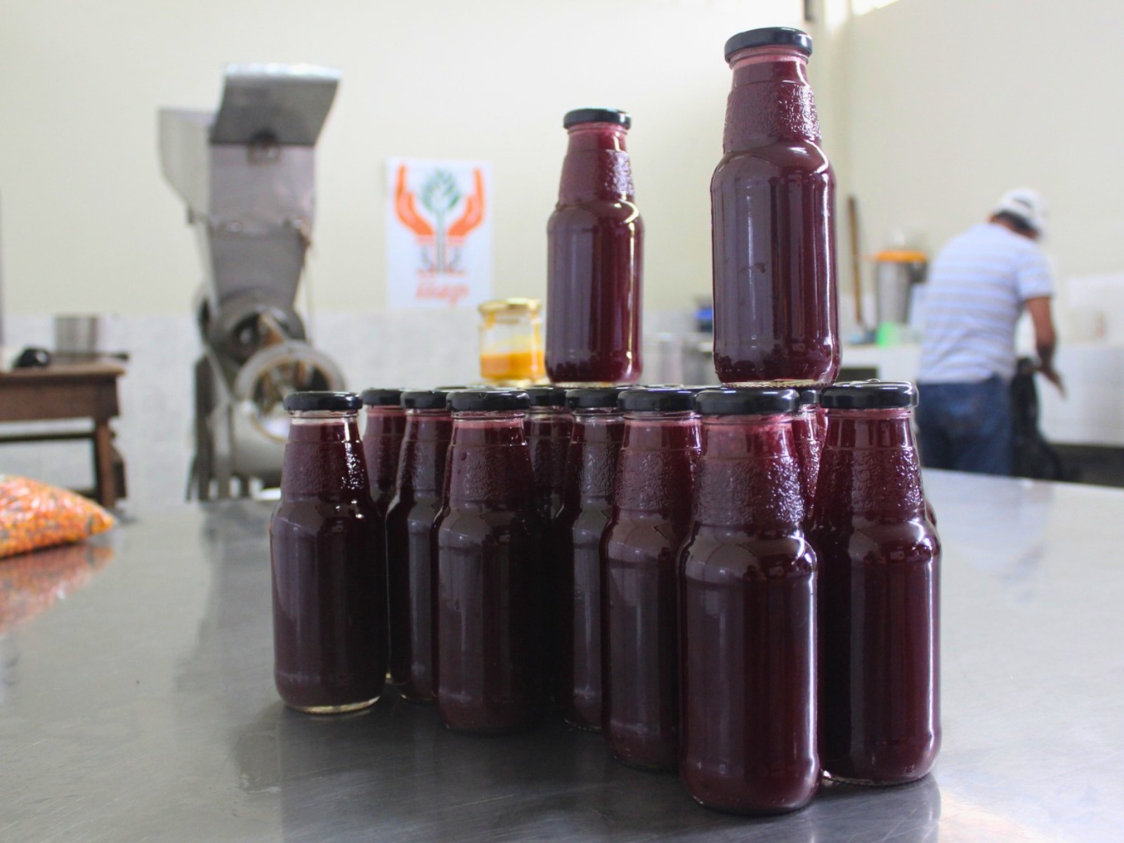 Éxito de la agricultura familiar: el maíz morado de los Andes se adapta a los suelos inundables de Ucayali