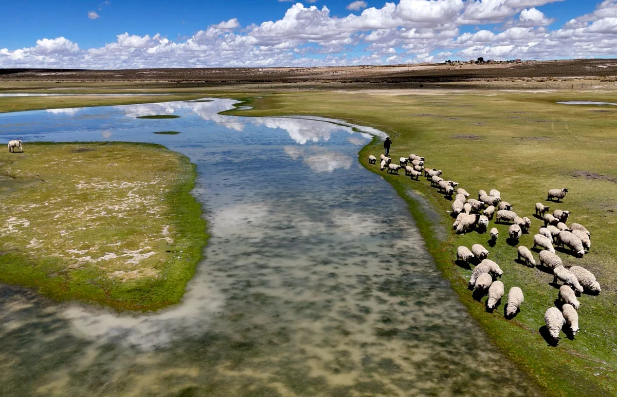 Bolivia: Manos que siembran: prácticas ancestrales y científicas para salvar los bofedales altoandinos