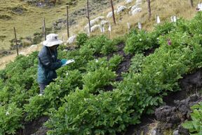 INIA instala parcela para mejorar calidad genética de papa nativa en Zona de Agrobiodiversidad Paymakis de Apurímac