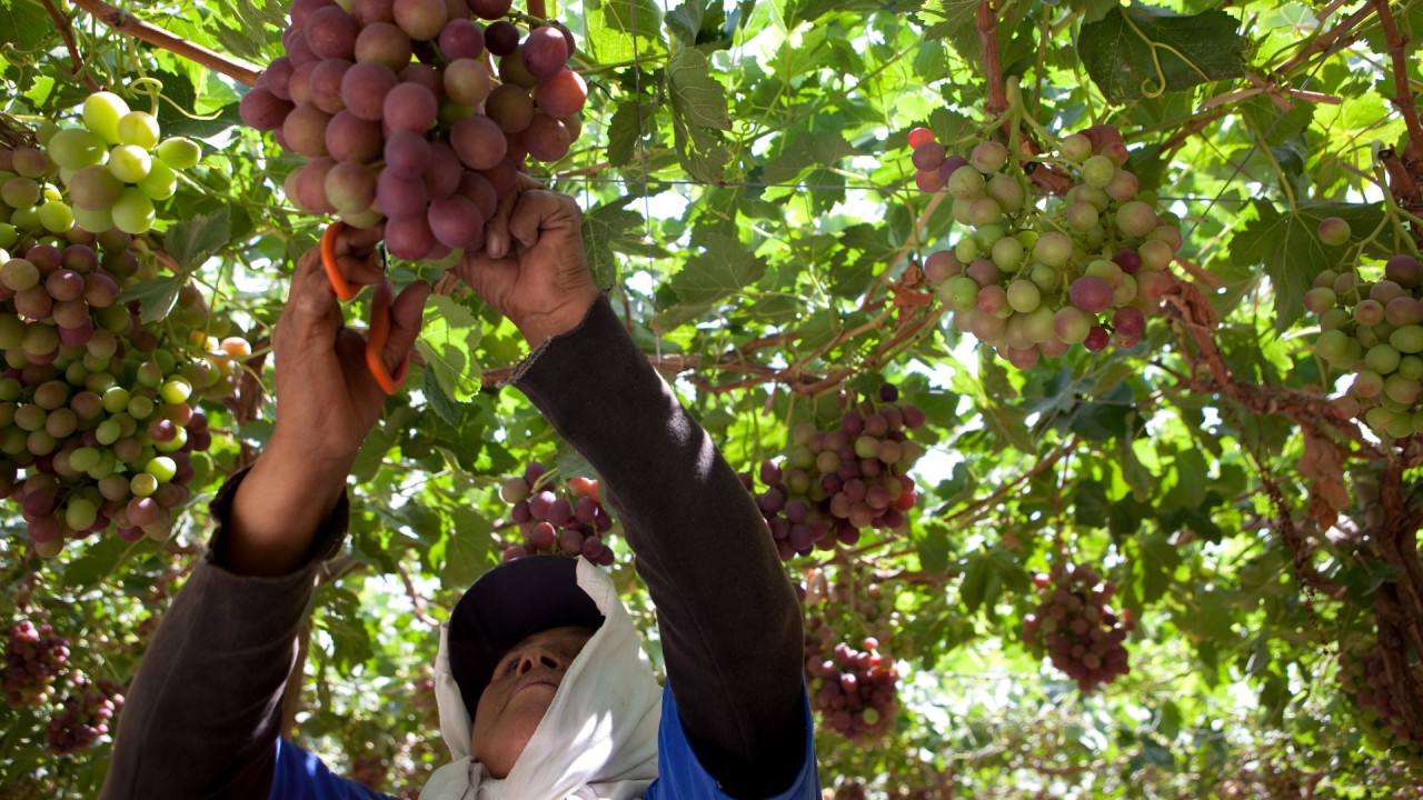 Agroexportaciones peruanas frente al Niño Costero: anticiparse para proteger una trayectoria histórica